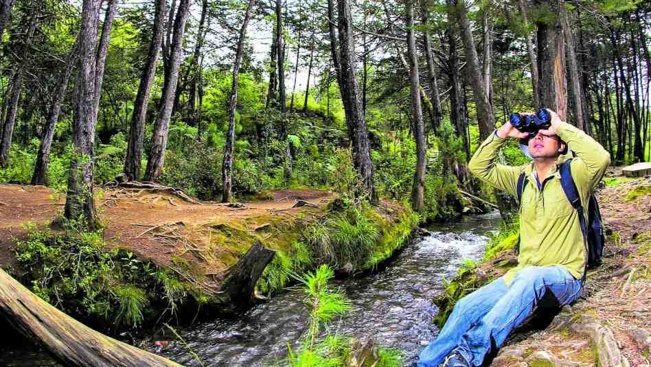 Cómo disfrutar de un tour de avistamiento de fauna en la Amazonía